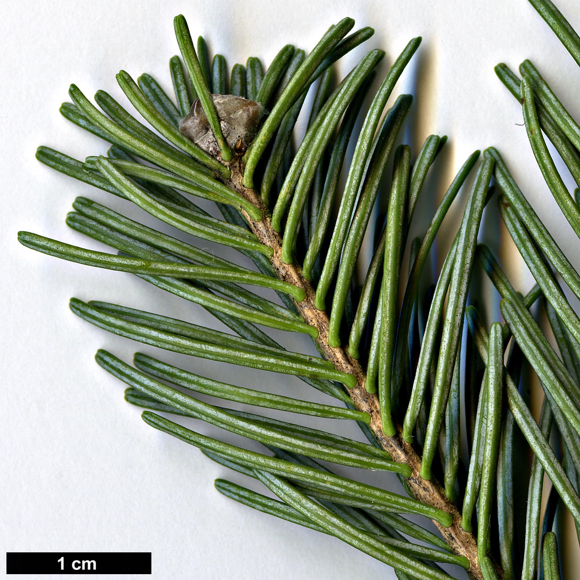 High resolution image: Family: Pinaceae - Genus: Abies - Taxon: lasiocarpa - SpeciesSub: var. arizonica